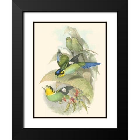 Small Birds of Tropics I Black Modern Wood Framed Art Print with Double Matting by Gould, John