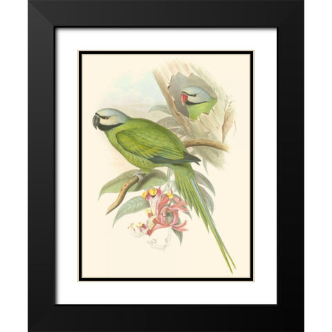 Small Birds of Tropics II Black Modern Wood Framed Art Print with Double Matting by Gould, John