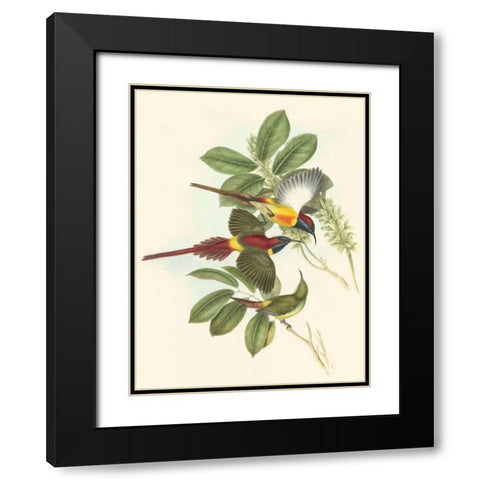 Small Birds of Tropics III Black Modern Wood Framed Art Print with Double Matting by Gould, John
