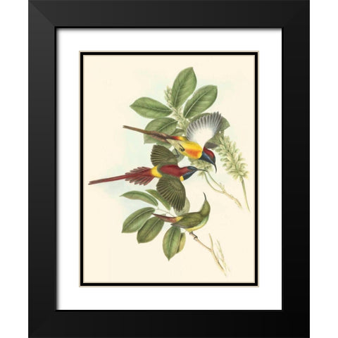 Small Birds of Tropics III Black Modern Wood Framed Art Print with Double Matting by Gould, John