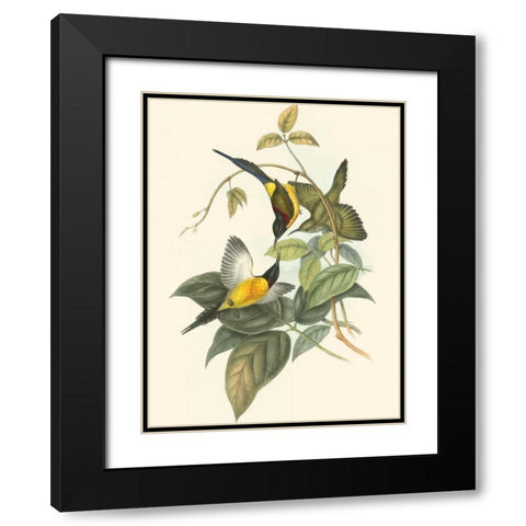 Small Birds of Tropics IV Black Modern Wood Framed Art Print with Double Matting by Gould, John