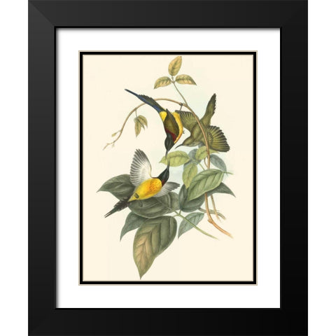 Small Birds of Tropics IV Black Modern Wood Framed Art Print with Double Matting by Gould, John