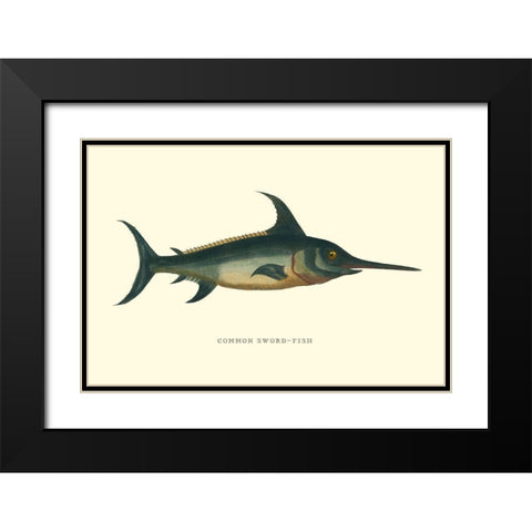Common Sword-Fish Black Modern Wood Framed Art Print with Double Matting by Vision Studio