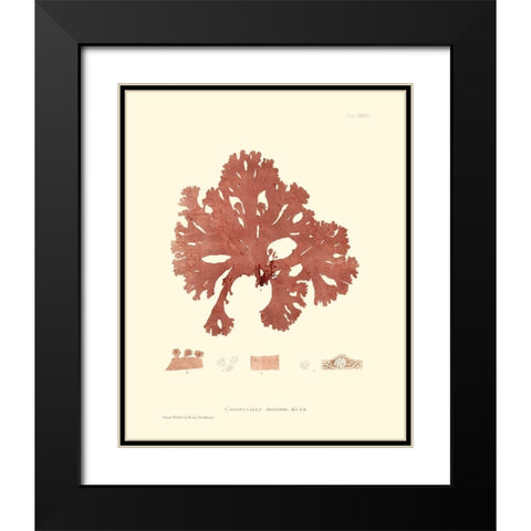 Nature Print in Coral I Black Modern Wood Framed Art Print with Double Matting by Vision Studio