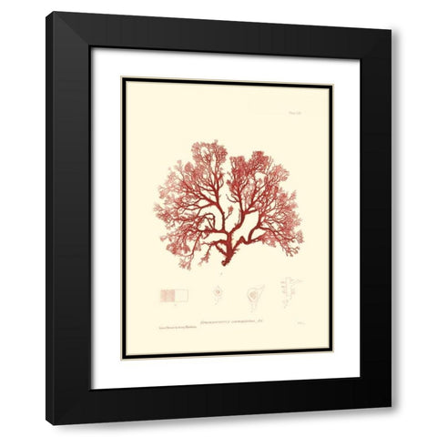 Nature Print in Coral II Black Modern Wood Framed Art Print with Double Matting by Vision Studio