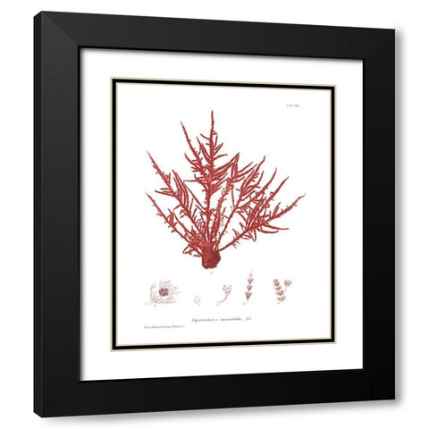 Nature Print in Coral III Black Modern Wood Framed Art Print with Double Matting by Vision Studio