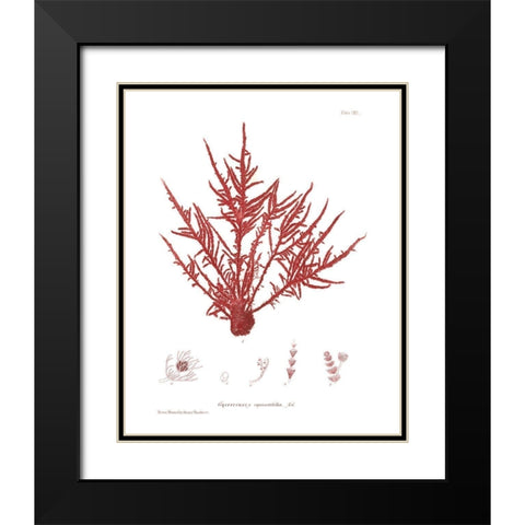 Nature Print in Coral III Black Modern Wood Framed Art Print with Double Matting by Vision Studio