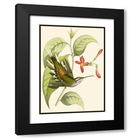 Delicate Hummingbird I Black Modern Wood Framed Art Print with Double Matting by Vision Studio