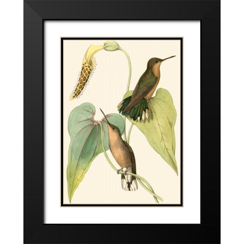 Delicate Hummingbird II Black Modern Wood Framed Art Print with Double Matting by Vision Studio