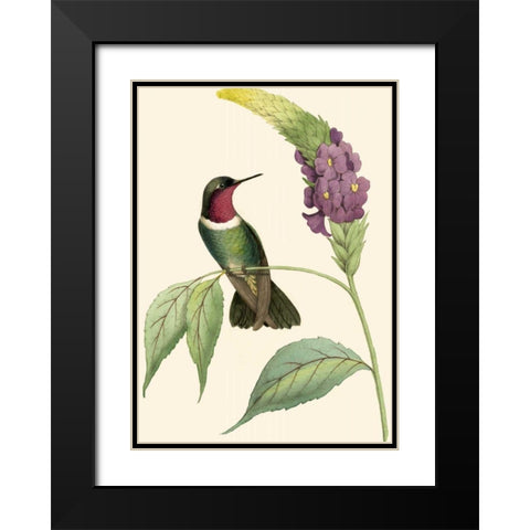 Delicate Hummingbird IV Black Modern Wood Framed Art Print with Double Matting by Vision Studio