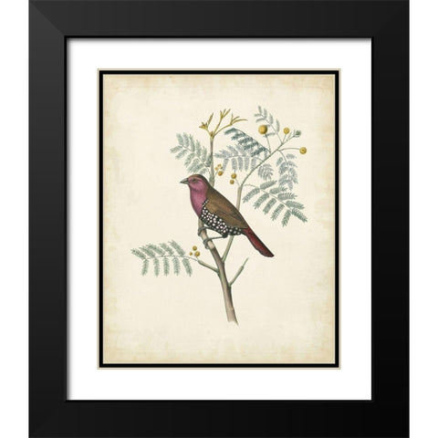 Delicate Birds II Black Modern Wood Framed Art Print with Double Matting by Unknown