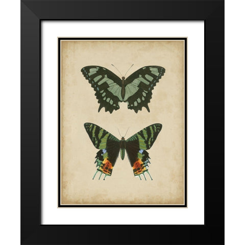 Antique Butterfly Pair II Black Modern Wood Framed Art Print with Double Matting by Vision Studio