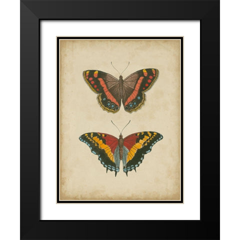 Antique Butterfly Pair IV Black Modern Wood Framed Art Print with Double Matting by Vision Studio