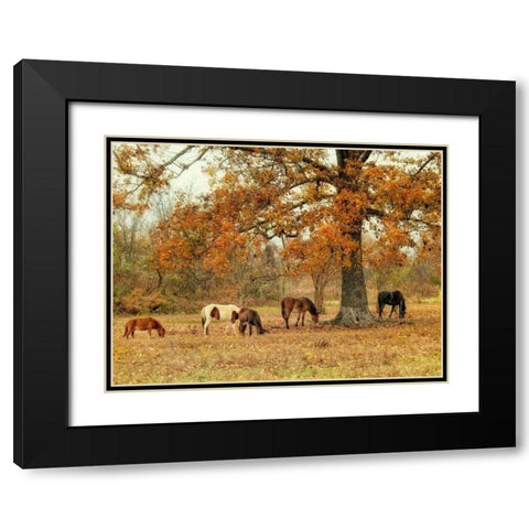 Calmly Grazing Black Modern Wood Framed Art Print with Double Matting by Head, Danny