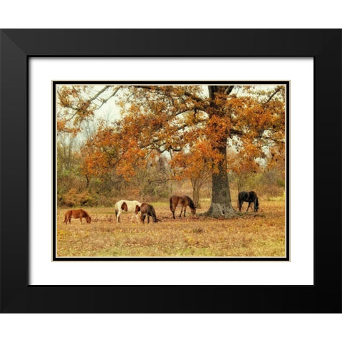 Calmly Grazing Black Modern Wood Framed Art Print with Double Matting by Head, Danny