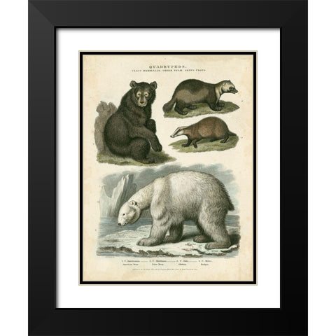 Brown Bear and Polar Bear Black Modern Wood Framed Art Print with Double Matting by Edwards, Sydenham