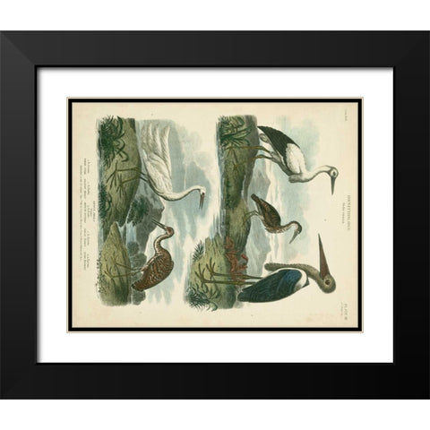 Heron and Crane Species I Black Modern Wood Framed Art Print with Double Matting by Edwards, Sydenham