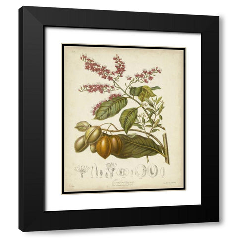Twining Botanicals IV Black Modern Wood Framed Art Print with Double Matting by Twining, Elizabeth