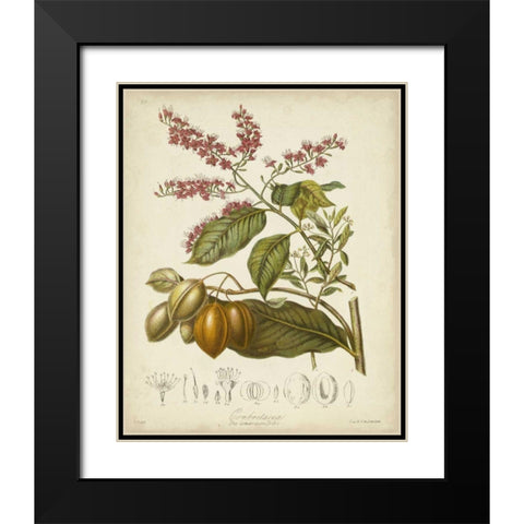 Twining Botanicals IV Black Modern Wood Framed Art Print with Double Matting by Twining, Elizabeth