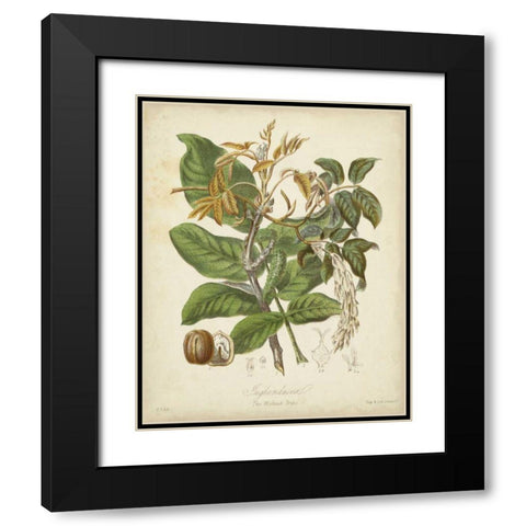 Twining Botanicals VI Black Modern Wood Framed Art Print with Double Matting by Twining, Elizabeth