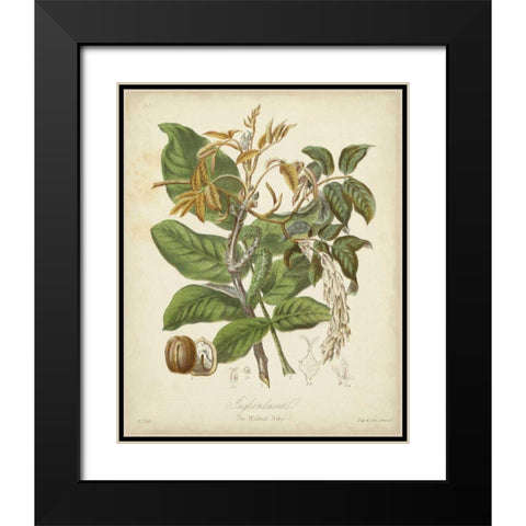 Twining Botanicals VI Black Modern Wood Framed Art Print with Double Matting by Twining, Elizabeth