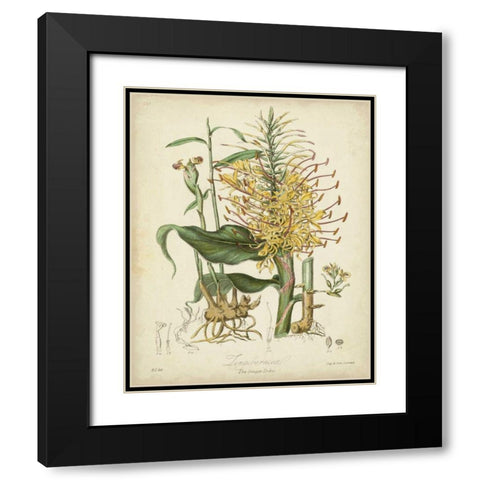 Twining Botanicals VII Black Modern Wood Framed Art Print with Double Matting by Twining, Elizabeth