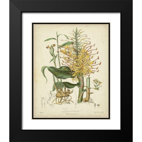 Twining Botanicals VII Black Modern Wood Framed Art Print with Double Matting by Twining, Elizabeth