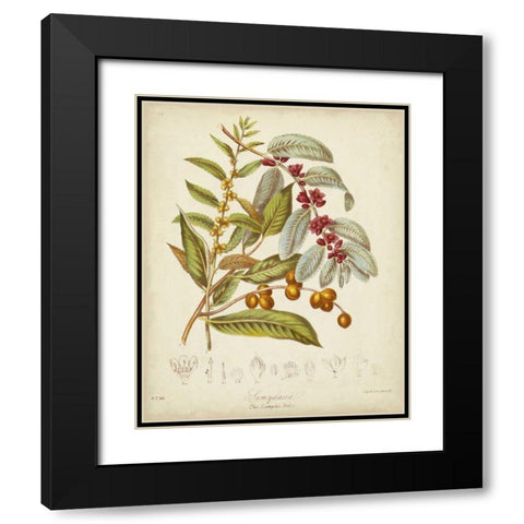 Twining Botanicals VIII Black Modern Wood Framed Art Print with Double Matting by Twining, Elizabeth