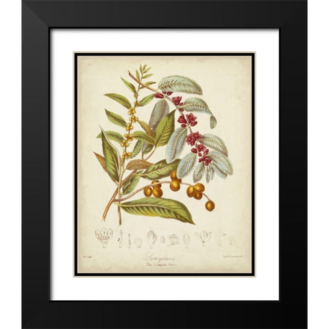 Twining Botanicals VIII Black Modern Wood Framed Art Print with Double Matting by Twining, Elizabeth