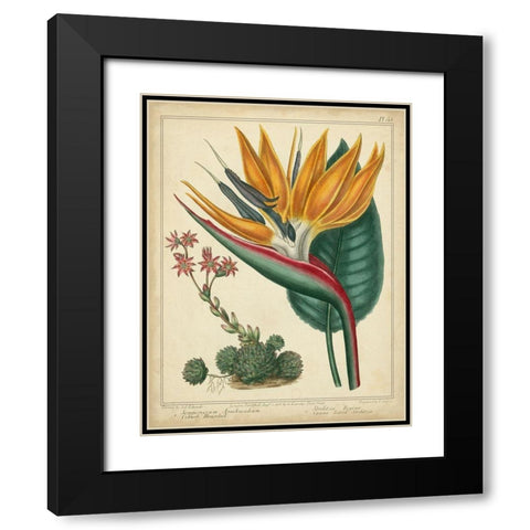 Golden Bird of Paradise Black Modern Wood Framed Art Print with Double Matting by Edwards, Sydenham
