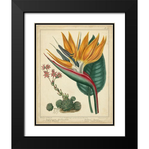 Golden Bird of Paradise Black Modern Wood Framed Art Print with Double Matting by Edwards, Sydenham