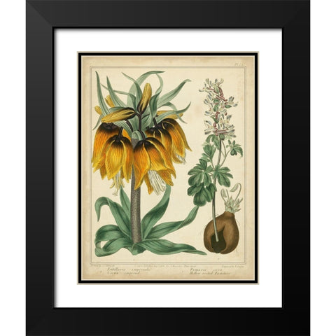 Golden Crown Imperial Black Modern Wood Framed Art Print with Double Matting by Edwards, Sydenham