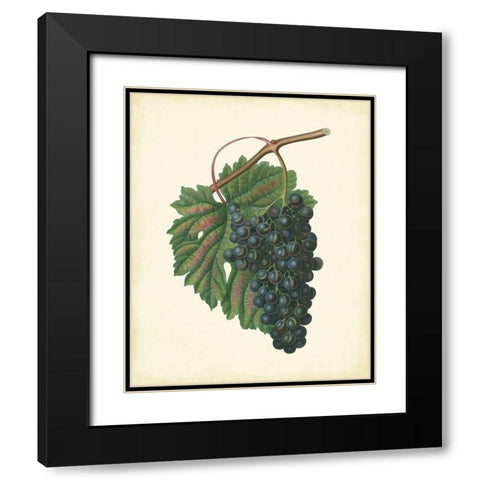 Plantation Grapes I Black Modern Wood Framed Art Print with Double Matting by Unknown