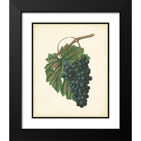 Plantation Grapes I Black Modern Wood Framed Art Print with Double Matting by Unknown
