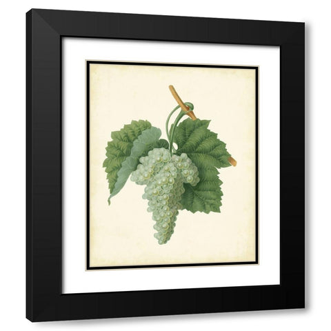 Plantation Grapes II Black Modern Wood Framed Art Print with Double Matting by Unknown