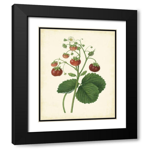 Plantation Strawberries I Black Modern Wood Framed Art Print with Double Matting by Unknown