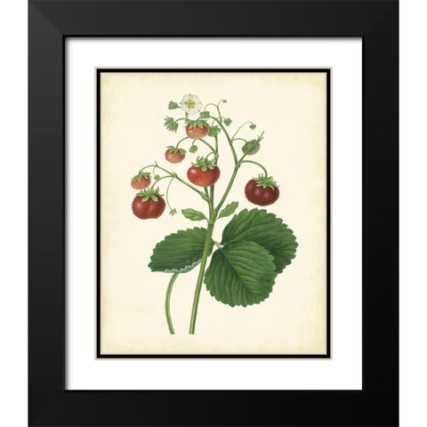 Plantation Strawberries I Black Modern Wood Framed Art Print with Double Matting by Unknown
