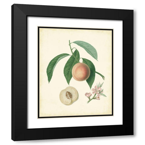 Plantation Peaches I Black Modern Wood Framed Art Print with Double Matting by Unknown