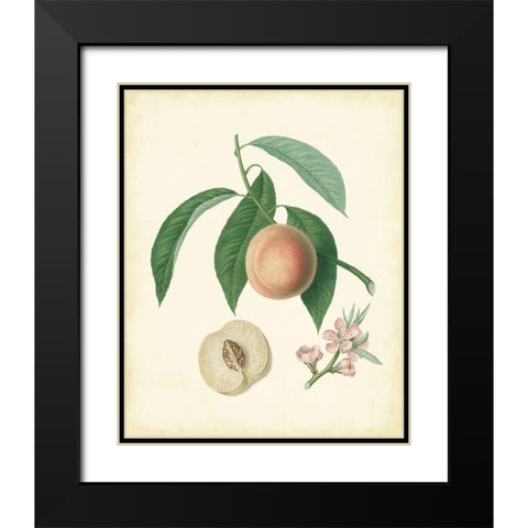Plantation Peaches I Black Modern Wood Framed Art Print with Double Matting by Unknown