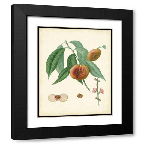 Plantation Peaches II Black Modern Wood Framed Art Print with Double Matting by Unknown