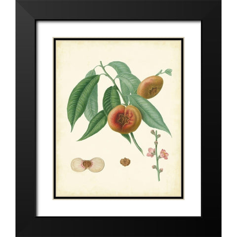 Plantation Peaches II Black Modern Wood Framed Art Print with Double Matting by Unknown