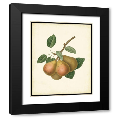 Plantation Pears I Black Modern Wood Framed Art Print with Double Matting by Unknown