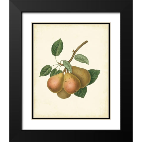 Plantation Pears I Black Modern Wood Framed Art Print with Double Matting by Unknown
