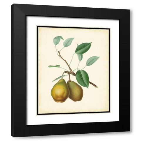 Plantation Pears II Black Modern Wood Framed Art Print with Double Matting by Unknown