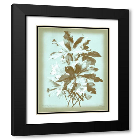 Dussurgey Ellebore on Blue Black Modern Wood Framed Art Print with Double Matting by Dussurgey, Chabal