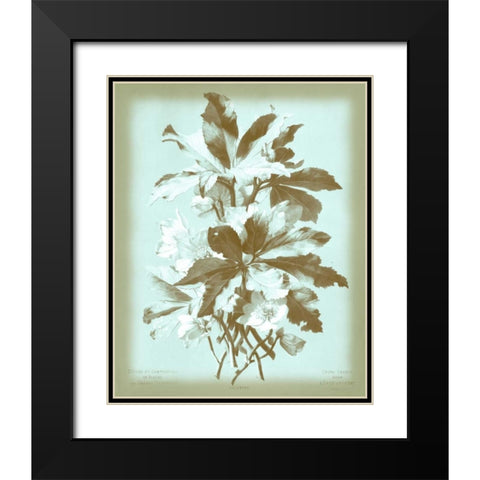 Dussurgey Ellebore on Blue Black Modern Wood Framed Art Print with Double Matting by Dussurgey, Chabal