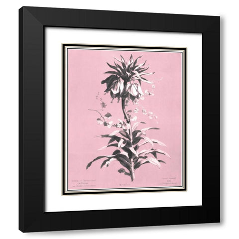 Dussurgey Imperiale on Pink Black Modern Wood Framed Art Print with Double Matting by Dussurgey, Chabal