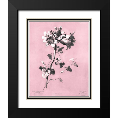 Dussurgey Amaryllis on Pink Black Modern Wood Framed Art Print with Double Matting by Dussurgey, Chabal