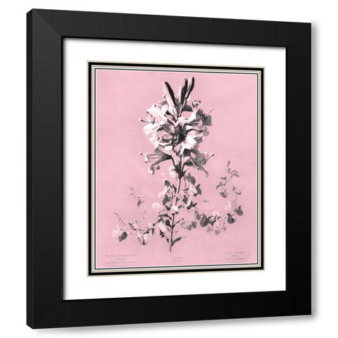 Dussurgey Lilium on Pink Black Modern Wood Framed Art Print with Double Matting by Dussurgey, Chabal