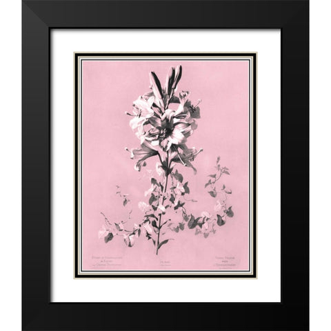 Dussurgey Lilium on Pink Black Modern Wood Framed Art Print with Double Matting by Dussurgey, Chabal